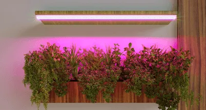 Светодиодные лампы для растений: выращиваем урожай круглый год